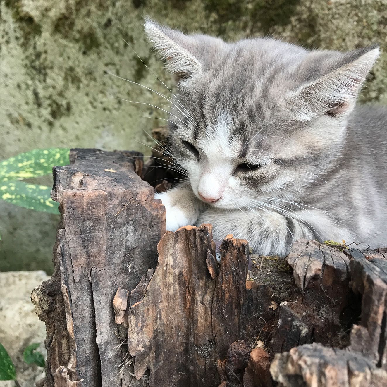 Подарявам малки котета  МАНИ и ЦУКИ
