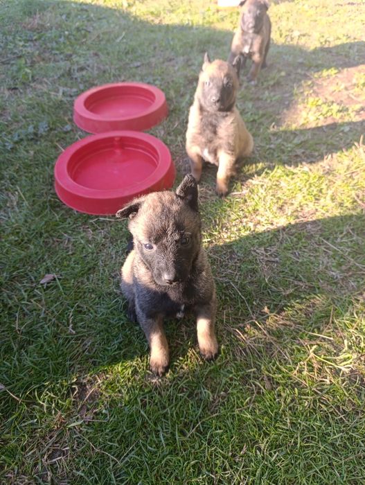 Чистокръвни малки белгийски овчарки Малинуа малионис