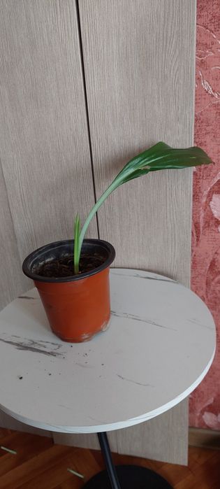 Продам Аглаонему, Калатею, Фиттонию, Юкку