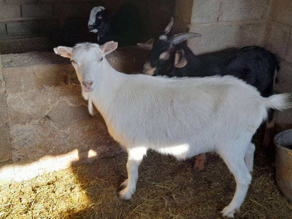 Продам занин каза