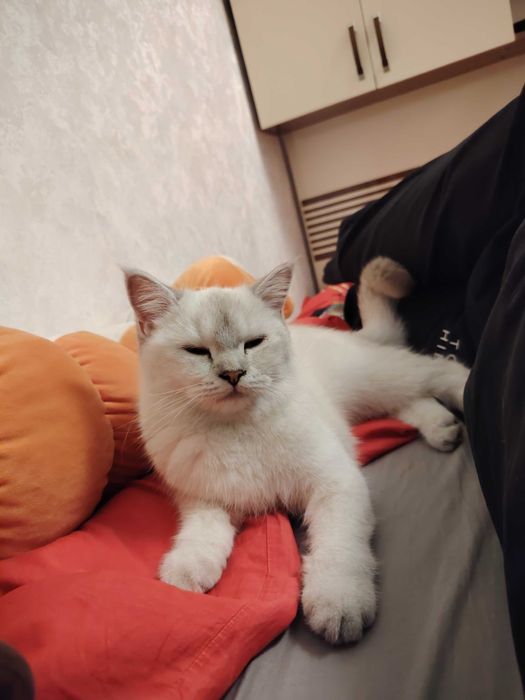 Mushuk sotiladi judaham aqilli