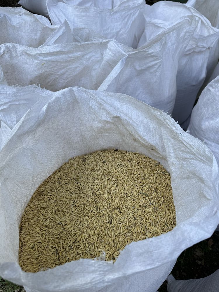 Продавам овес в чували