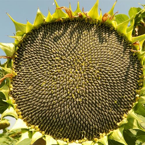 Samanta Floarea Soarelui certificata 2026