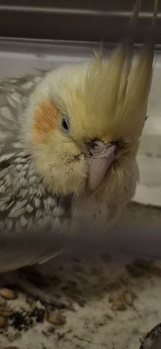 Papagal nimfă găsit pe stradă