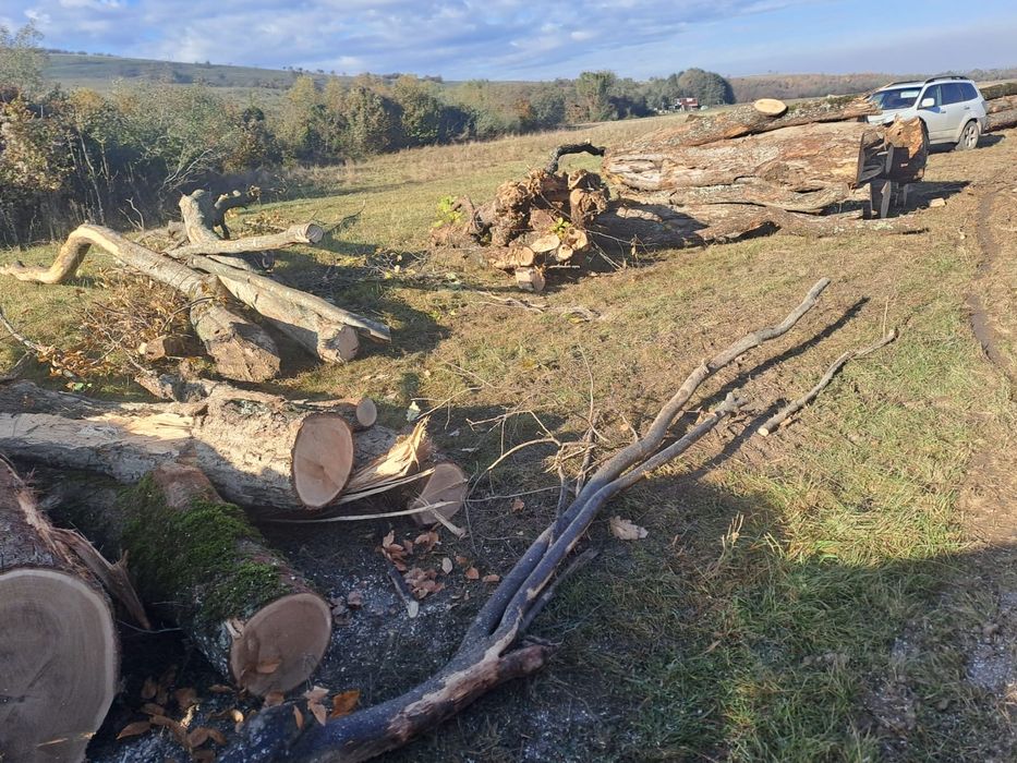 Vând lemn de foc fag+carpen+gorun