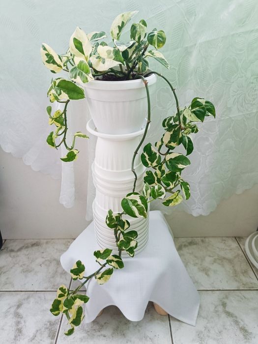 Стайни и балконски цветя