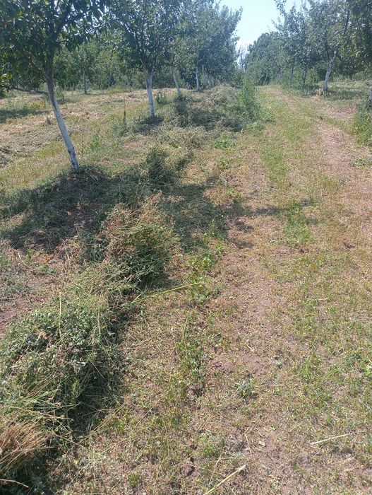 Baloți fan Arges
