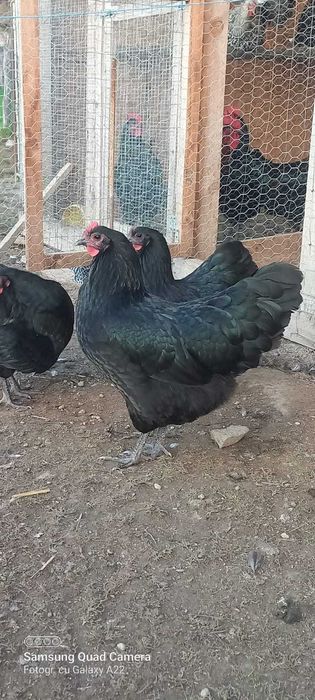 Oua pt incubat australop negru/ albastru