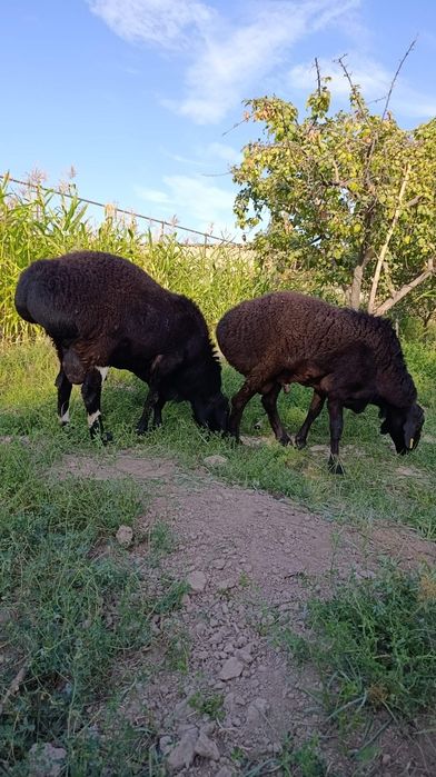 Arashan edilbay gibrid qochqorlari