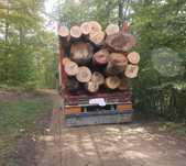 Transport lemn de foc esenta tare