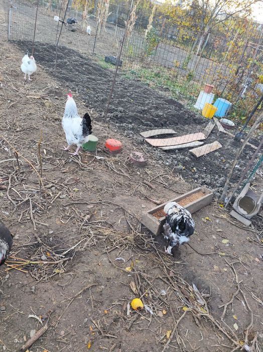 Cocosi și puicuțe disponibile