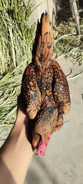 Bollari sotuvda sibrayt 2+2