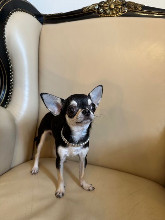 Чихуахуа висококачествено женско, на 7 месеца