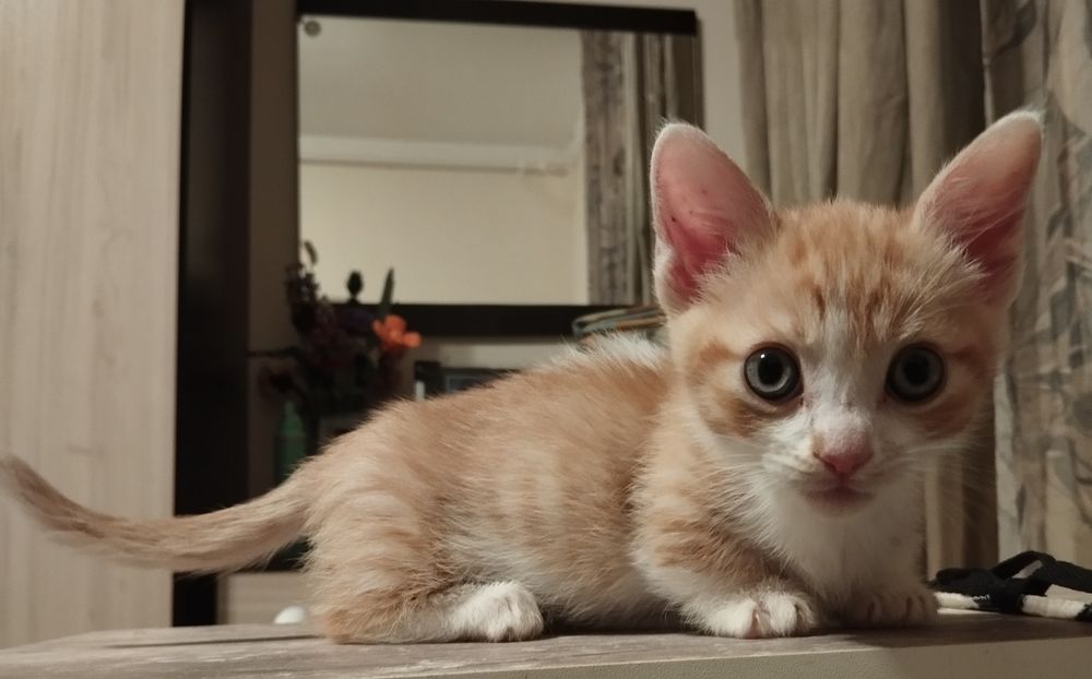 Котенца с къси краченца