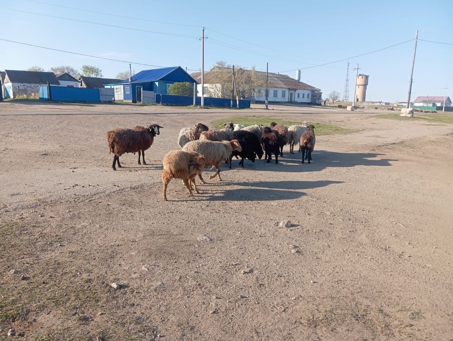 Продам баранов овец