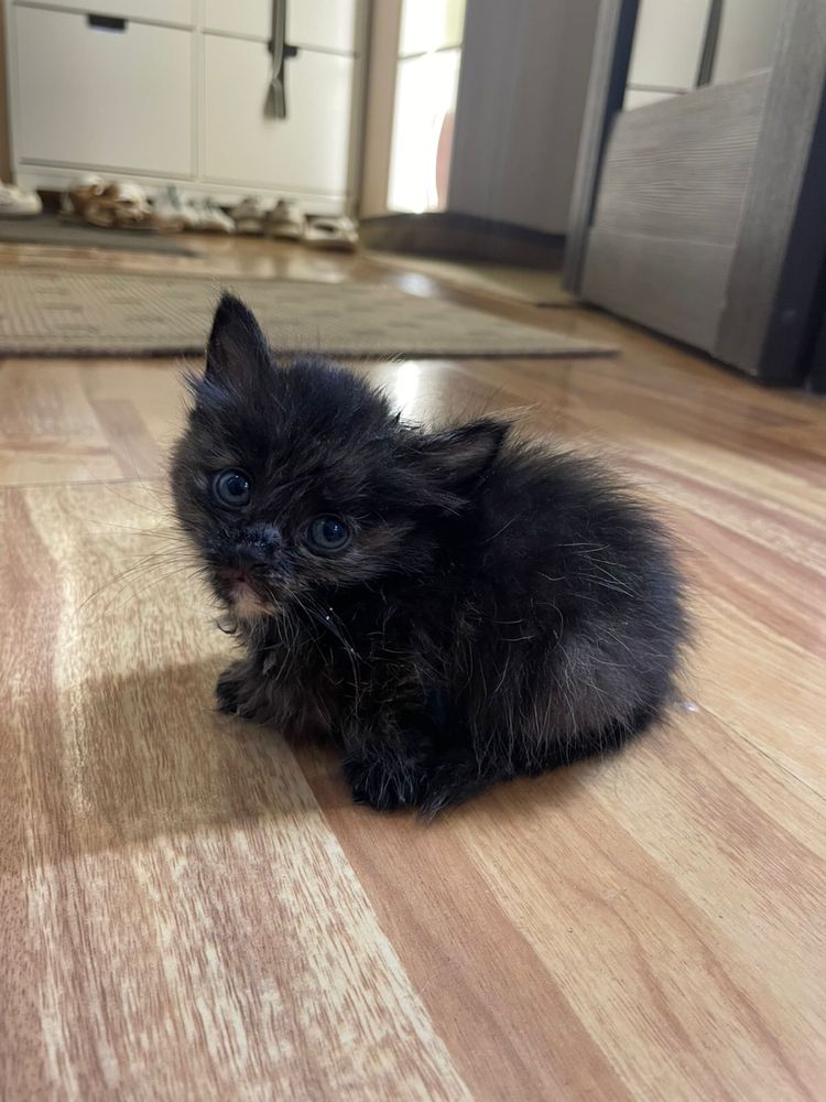 Отдам котят! 1,5 месяца