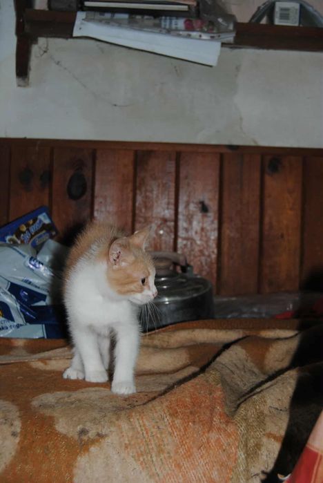 Подарявам котенца