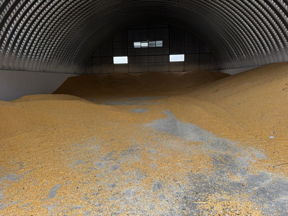 Vând porumb  boabe umiditate 15 la stas cultura a fost la irigat