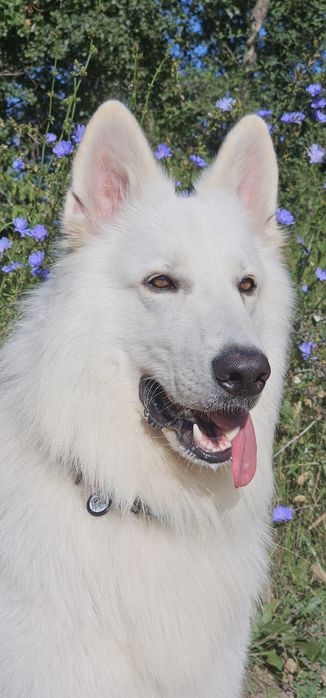 Вязка кобель Белой Швейцарской овчарки