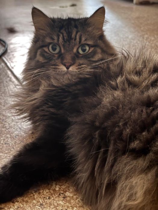 Котик ищет свой дом