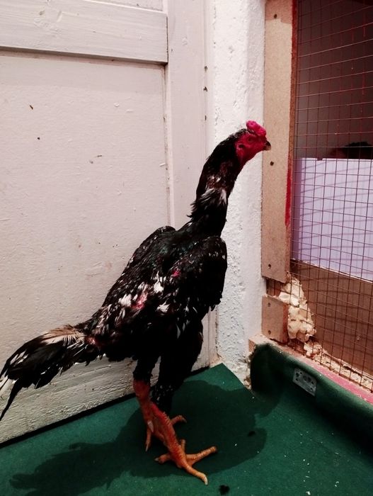 Алаша петух 1.4 года