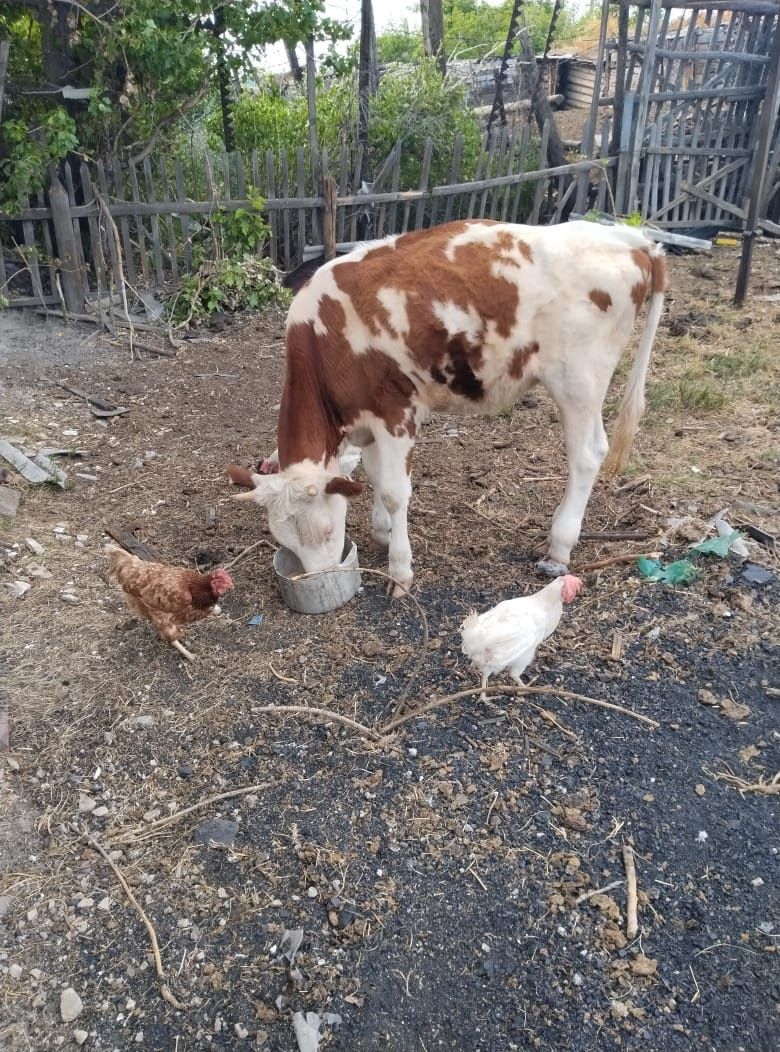 Продам дойных коров.