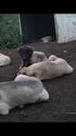 Vând femelă kangal