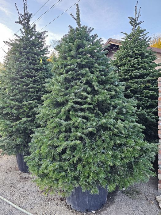 Brazi 3m extra calitate  ( vand brad Normandiana )  nordmann