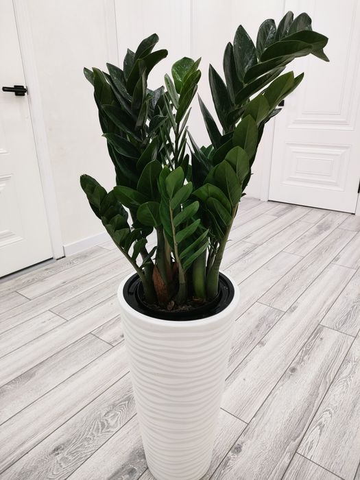 Домашние растения. Доставка есть