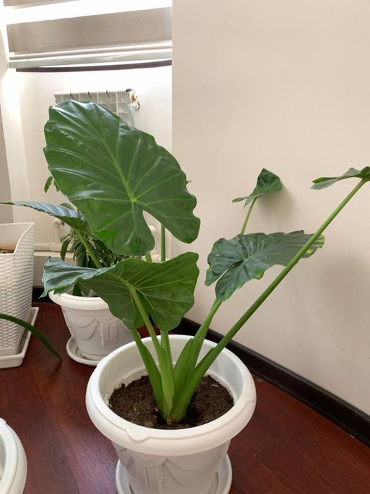 Продам цветы Алоказия