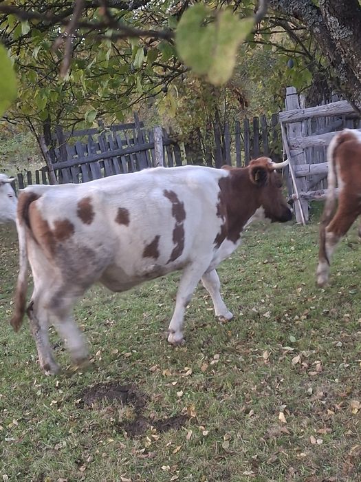 Vând vaca de cinci ani
