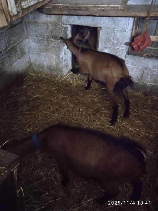 Lapte de capră alpină și iade de vânzare