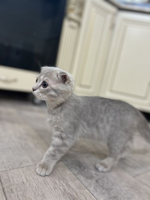 Продам котенка.  шотланский вислоухи, мальчик