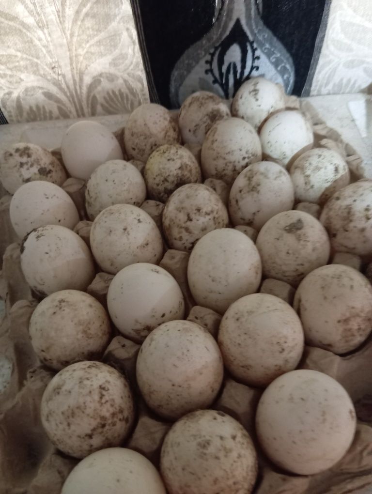 Инкубационное яйцо пекинской утки