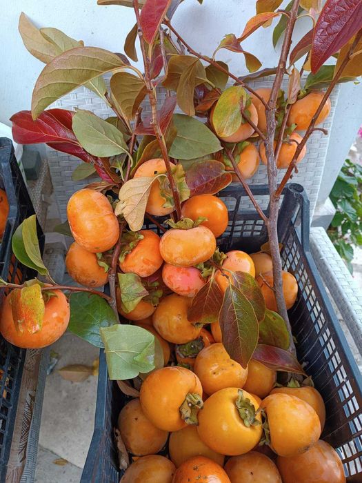 Плодове райски ябълки.