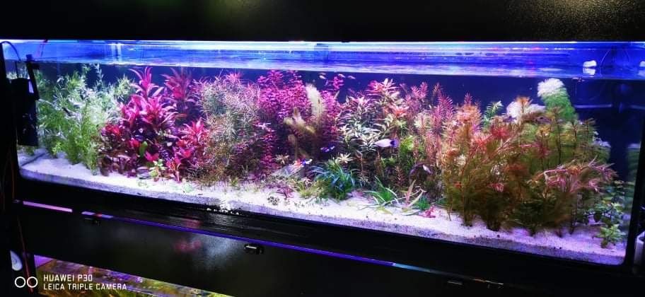 Lampi full spectrum pe comanda pentru acvarii plantate