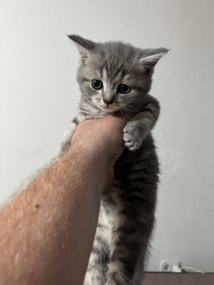 Продам котят  шотланцы