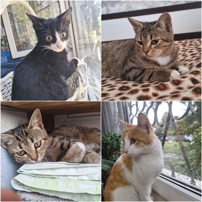Отдам кастрированных котиков