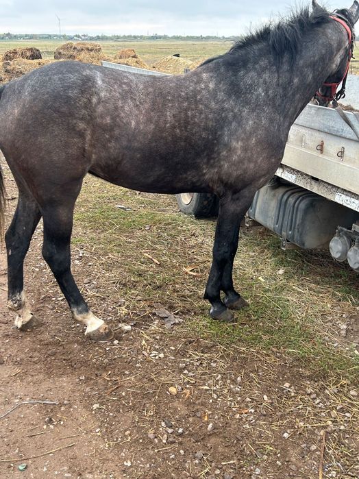 Vând iapă și cal sau schimb cu vitei