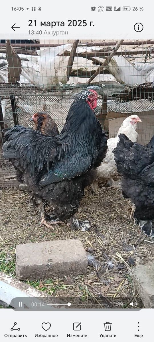 Almaz va mramir tuxumlari sotiladi