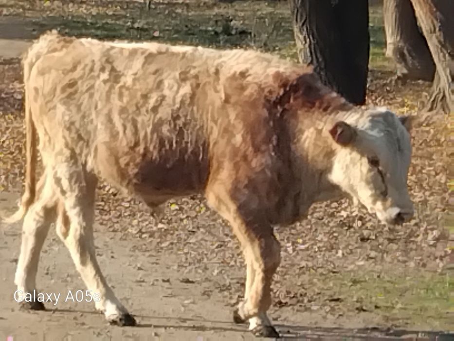 Бука сатылады алатау