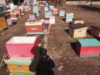 Пчелосемья на 7 рамках зимовалая на Апрель 1-25 карника ! Пчелы