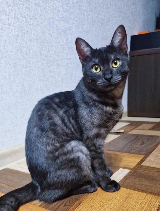 Котенок 7 месяцев, девочка