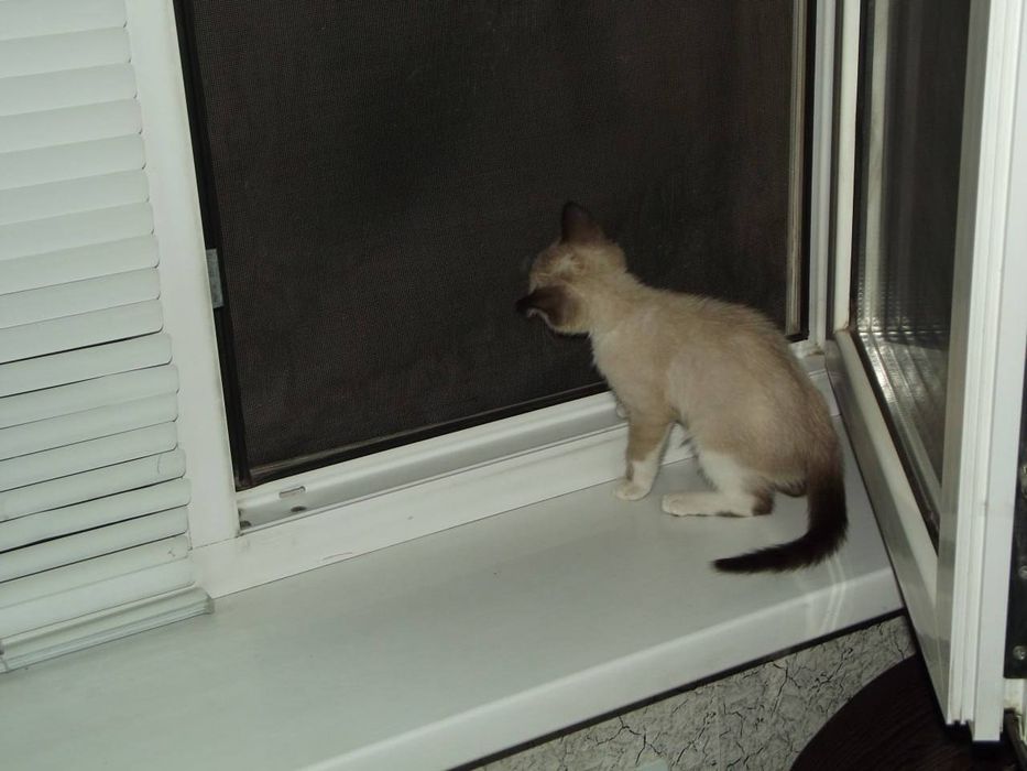 Сиамский котенок  порода
