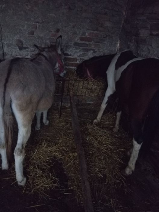 Măgăriță probabil gestanta