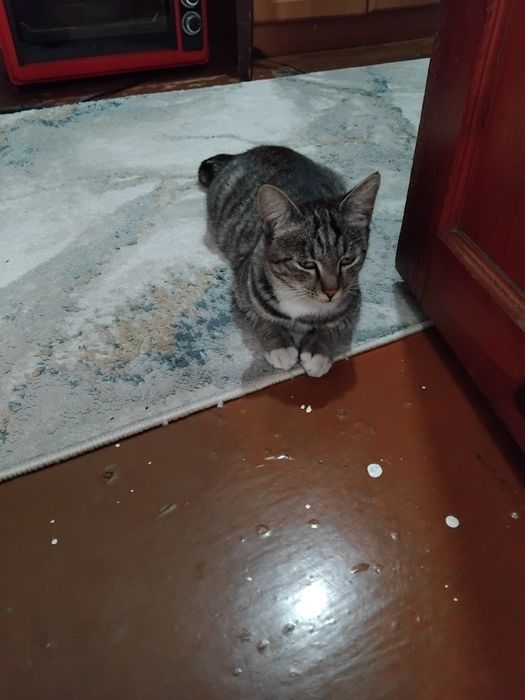 Отдам кошку в добрые руки