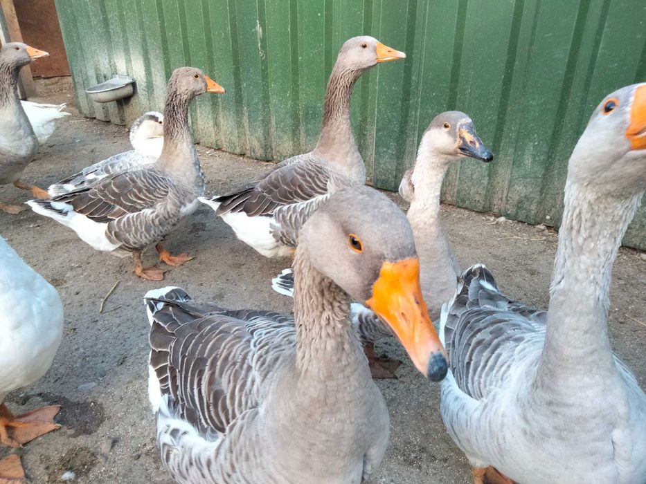 Vând perechi de gâște Toulouse