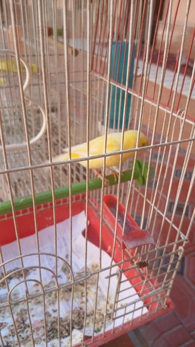 Qushla sotiladi karella