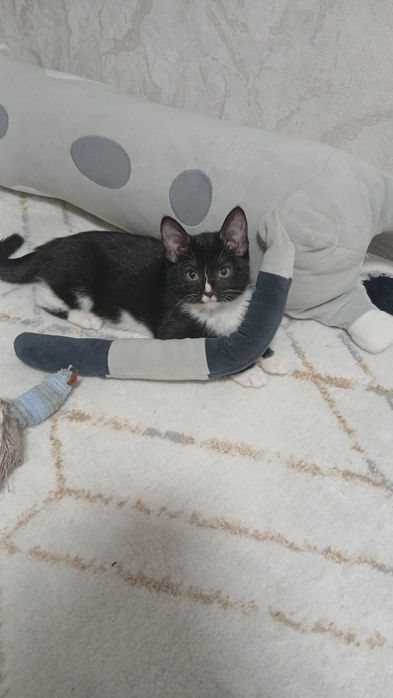 Отдам котят в добрые руки бесплатно