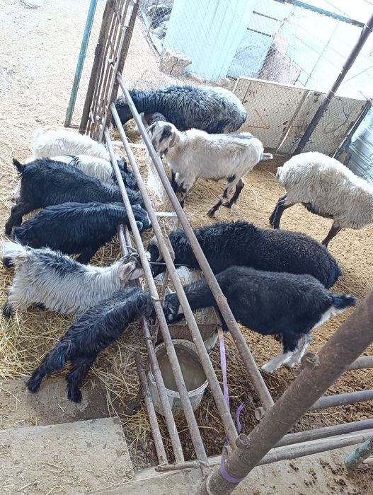 Хонаки эчкилар сотилади. 2 тадан тугади